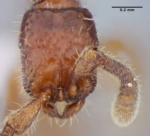Sphinctomyrmex stali - UFV-LABECOL-004332
