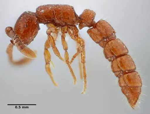 Sphinctomyrmex stali - UFV-LABECOL-004332