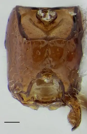 Sphinctomyrmex stali - UFV-LABECOL-007249