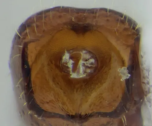 Sphinctomyrmex stali - UFV-LABECOL-007249