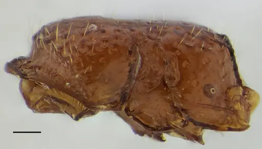 Sphinctomyrmex stali - UFV-LABECOL-007249