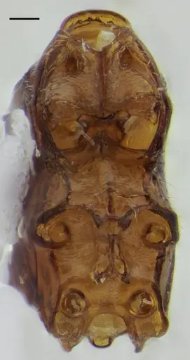 Sphinctomyrmex stali - UFV-LABECOL-007249