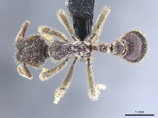 Stegomyrmex connectens specimen