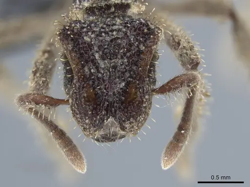 Stegomyrmex connectens specimen