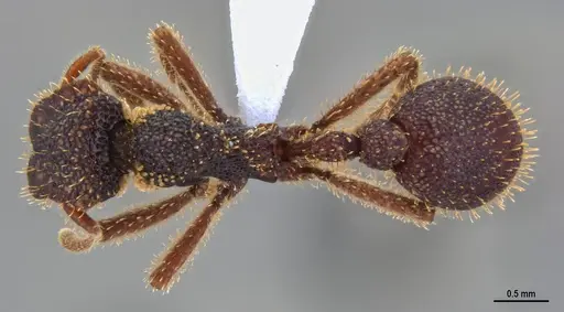 Stegomyrmex olindae specimen