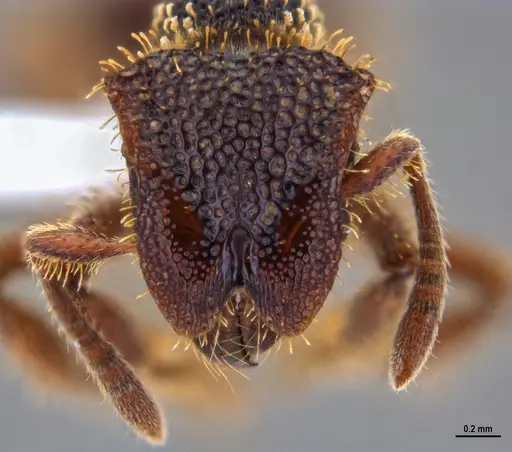 Stegomyrmex olindae specimen