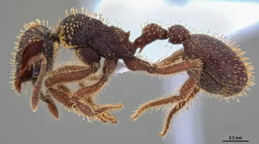 Stegomyrmex olindae specimen