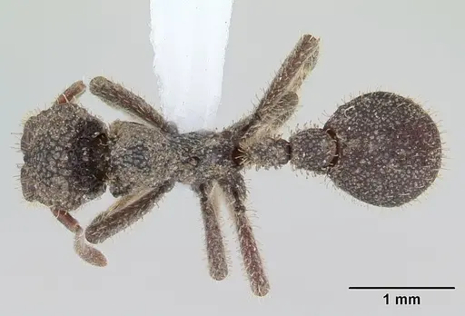 Stegomyrmex olindae - CASENT0178488