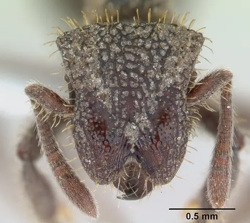 Stegomyrmex olindae - CASENT0178488