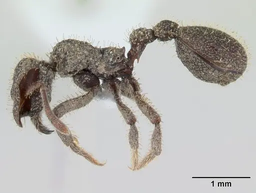 Stegomyrmex olindae - CASENT0178488