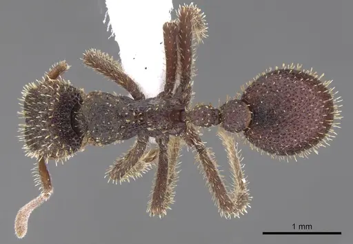 Stegomyrmex olindae - CASENT0901262