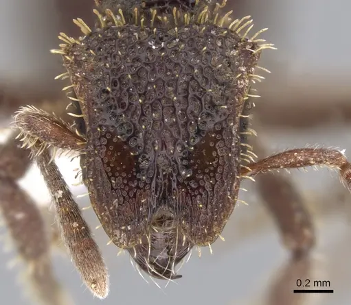 Stegomyrmex olindae - CASENT0901262