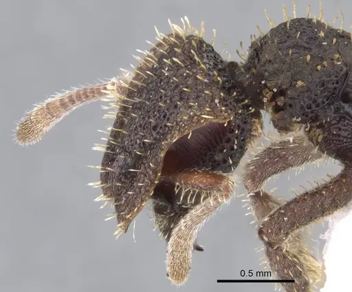 Stegomyrmex olindae - CASENT0901262