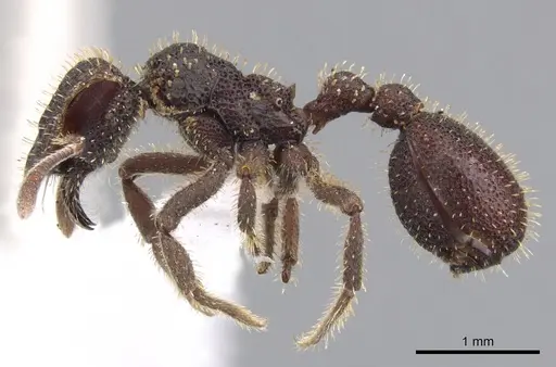 Stegomyrmex olindae - CASENT0901262