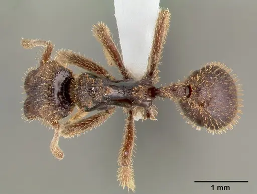 Stegomyrmex vizottoi specimen