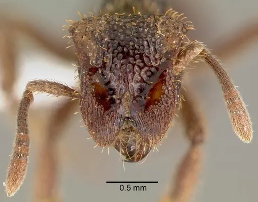 Stegomyrmex vizottoi specimen