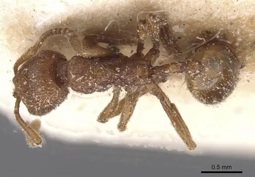 Stenamma africanum specimen