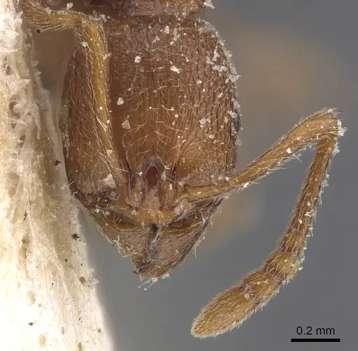 Stenamma africanum specimen