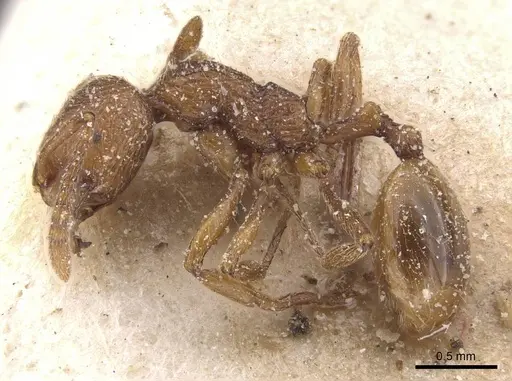 Stenamma africanum specimen