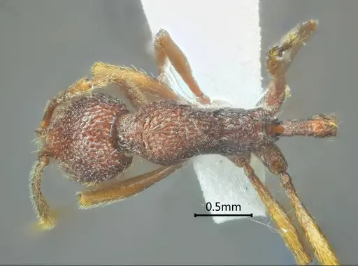 Stenamma ailaoense specimen