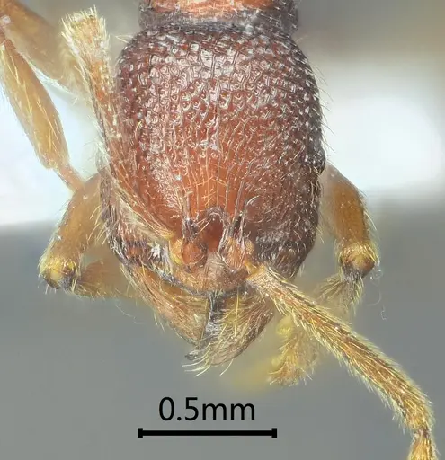 Stenamma ailaoense specimen