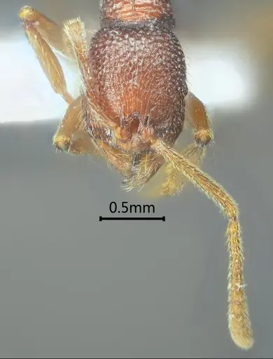 Stenamma ailaoense specimen