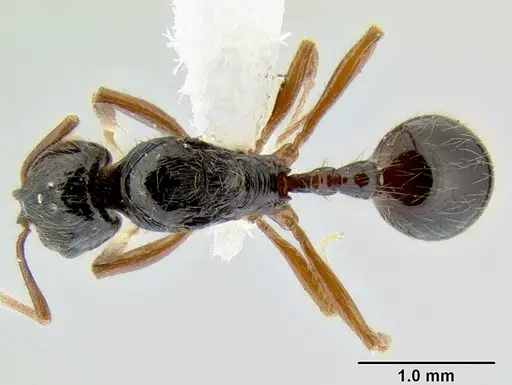 Stenamma alas specimen