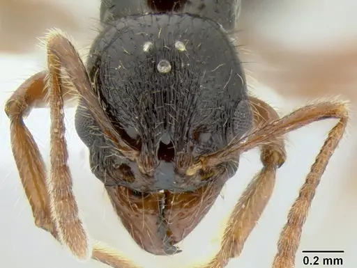 Stenamma alas specimen