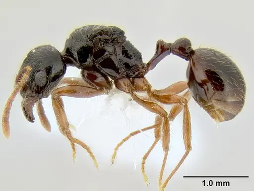 Stenamma alas specimen