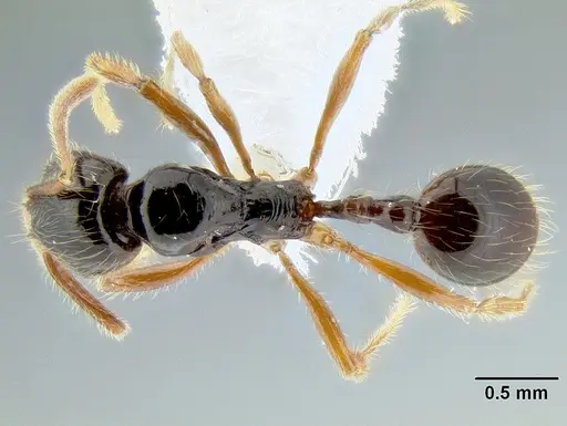 Stenamma alas - CASENT0600040