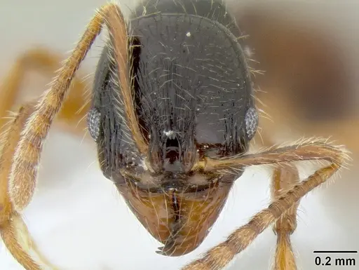 Stenamma alas - CASENT0600040