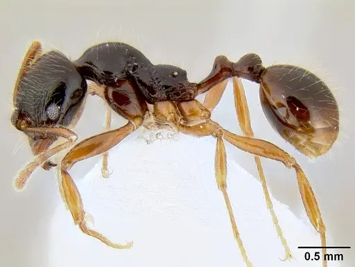 Stenamma alas - CASENT0600040