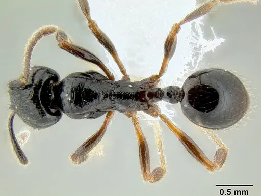 Stenamma alas - CASENT0600114