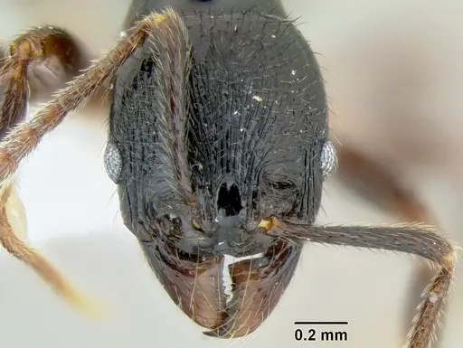 Stenamma alas - CASENT0600114