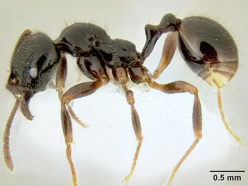 Stenamma alas - CASENT0600114