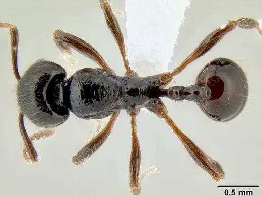 Stenamma alas - CASENT0606832