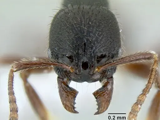 Stenamma alas - CASENT0606832