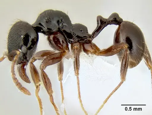 Stenamma alas - CASENT0606832