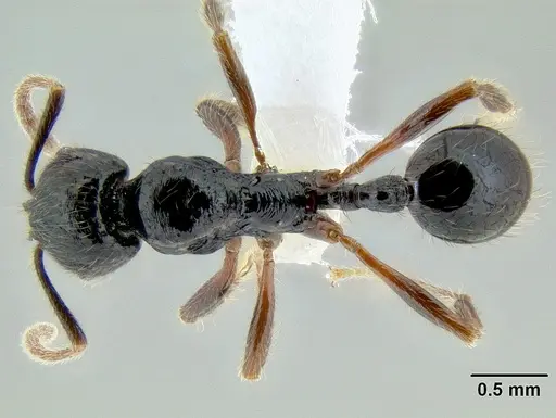 Stenamma alas - CASENT0606870