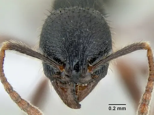 Stenamma alas - CASENT0606870