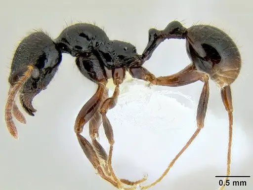 Stenamma alas - CASENT0606870