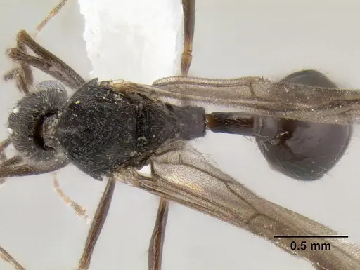 Stenamma alas - CASENT0623103