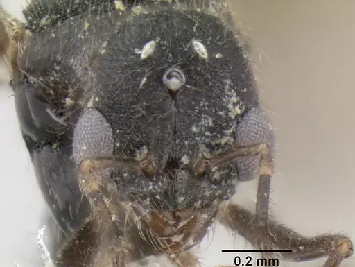 Stenamma alas - CASENT0623103