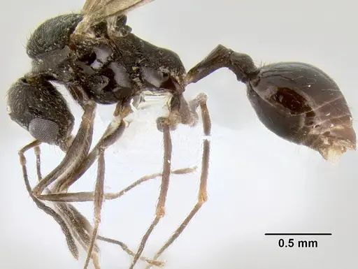 Stenamma alas - CASENT0623103