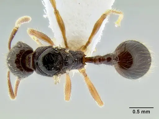 Stenamma alas - CASENT0623104