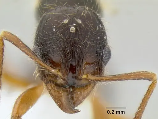 Stenamma alas - CASENT0623104