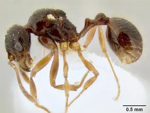 Stenamma alas - CASENT0623104