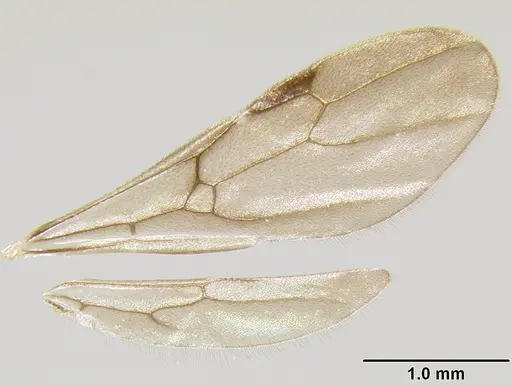 Stenamma alas - CASENT0623104