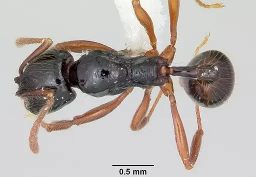 Stenamma alas - JTLC000005593