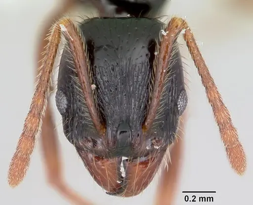 Stenamma alas - JTLC000005593